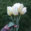 Bouquet de tulipes- 8 tiges courtes