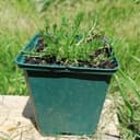 Plant Camomille romaine - 1 godet