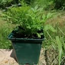 Plant Armoise annuelle