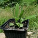 Plant Bleuet "coloré"
