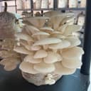 Champignons - Pleurote de l’orme