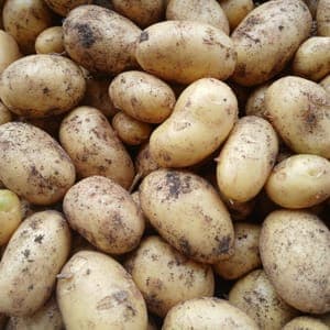 pomme de terre primeur