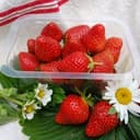 FRAISES
