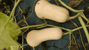 Butternut (prix au kg, prix final selon pesée)