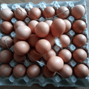 Oeufs frais - 30 oeufs (plateau)