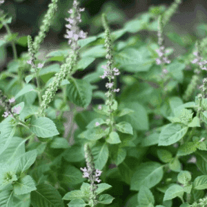 Plant aromatique - BASILIC TULSI