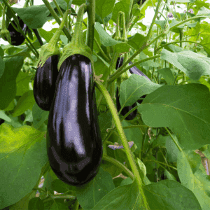 Plant de légume - AUBERGINE Black Beauty