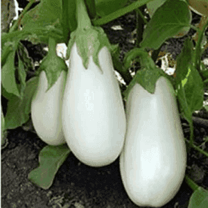 Plant de légume - AUBERGINE Longue Blanche (Dourga)