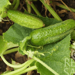 Plant de légume - CORNICHON