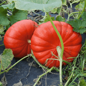 Plant de légume - COURGE Potiron