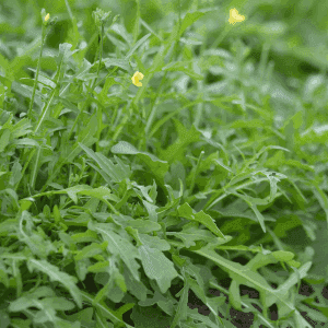 Plant de légume vivace - ROQUETTE perpetuelle