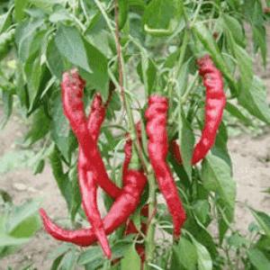 Plant de légume - PIMENT Doux des Landes