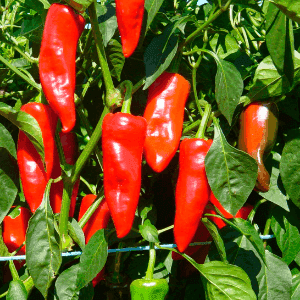 Plant de légume - PIMENT Gorria (type Espelette)