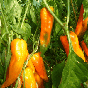 Plant de légume - POIVRON Corno di Torro Jaune