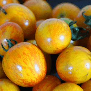 Plant de tomate cerise - ANANAS