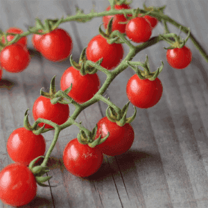 Plant de tomate cerise - BARBANIAKA