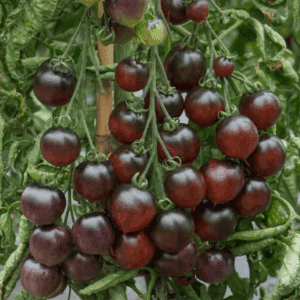 Plant de tomate cerise - INDIGO CHERRY