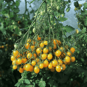 Plant de tomate cerise - GRAPPE JAUNE (Ildi)