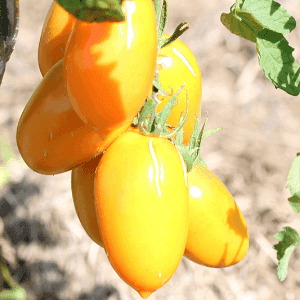 Plant de tomate cerise - POIRE JAUNE