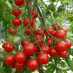 Plant de tomate cerise - MIEL DU MEXIQUE