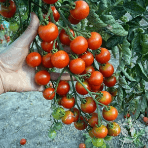Plant de tomate cerise - ROUGE (Zuckertraube)