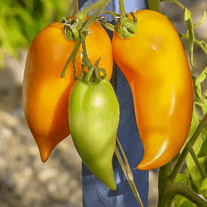 Plant de tomate originale - CORNUE DES ANDES JAUNE