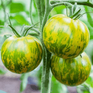 Plant de tomate originale - GREEN ZEBRA