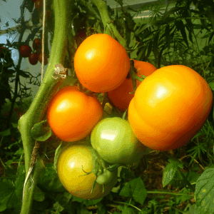 Plant de tomate originale - JAUNE DE BELGIQUE