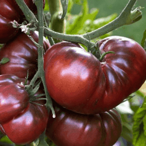 Plant de tomate originale - NOIRE DE CRIMEE