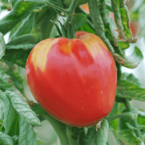 Plant de tomate rouge - COEUR DE BOEUF
