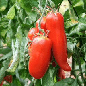 Plant de tomate rouge - CORNUE DES ANDES