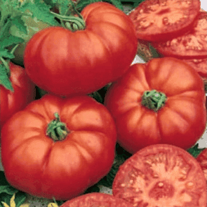 Plant de tomate rouge - MARMANDE