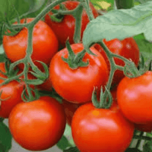 Plant de tomate rouge - MONEY MAKER