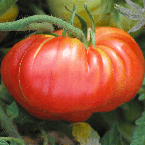 Plant de tomate rouge - POTIRON ECARLATE