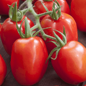 Plant de tomate rouge - ROMA