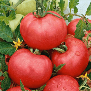 Plant de tomate rouge - ROSE DE BERNE