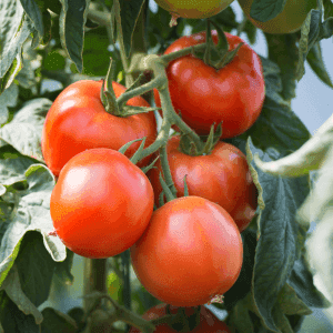 Plant de tomate rouge - SAINT-PIERRE