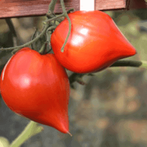 Plant de tomate rouge - TÊTON DE VENUS