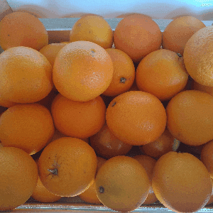 Oranges bio de table