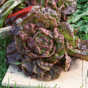 Plant en MINI-MOTTE