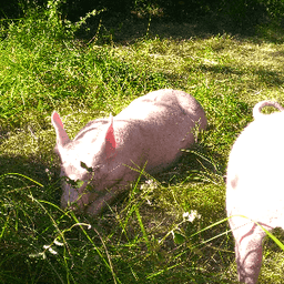 La Ferme Des Petits Bois #1