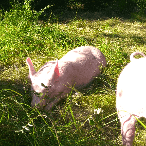 La Ferme Des Petits Bois