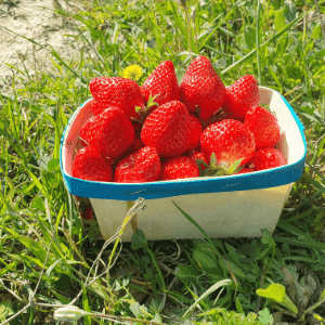 FRAISES RONDES JOLY