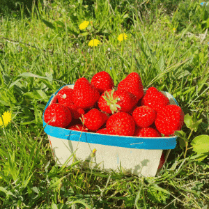 FRAISES RONDES DELY