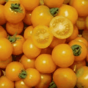 Plants de Tomate carotina
