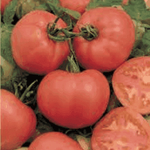 Plant de tomate Rose de Berne