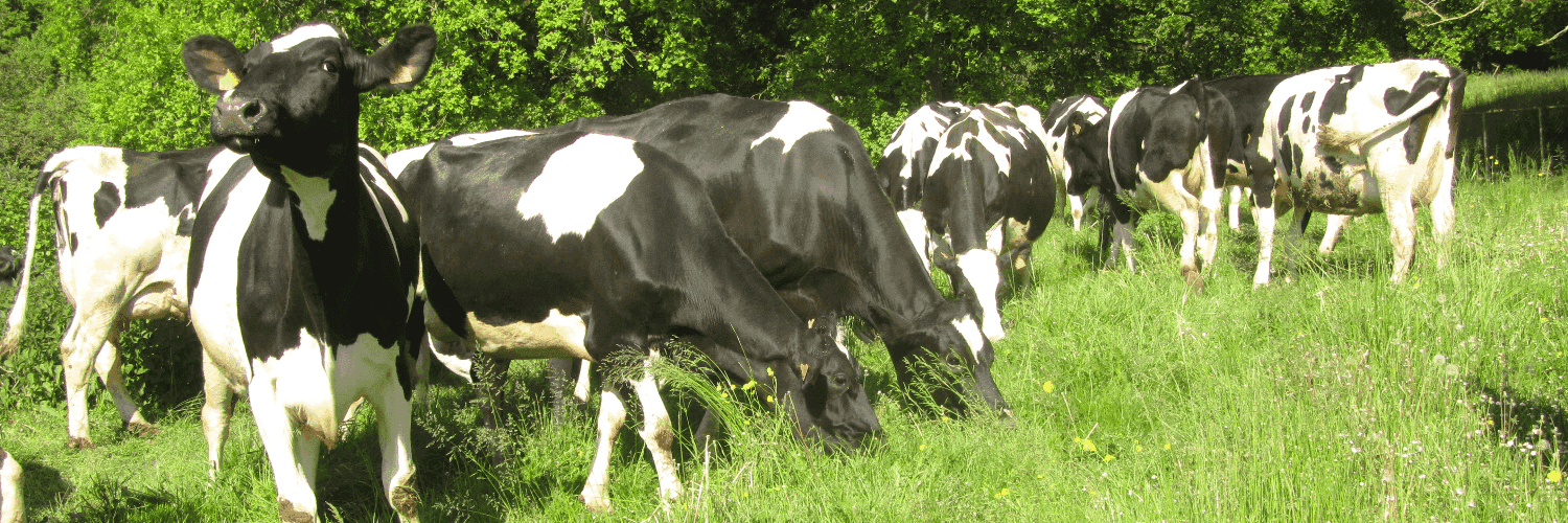 Bannière de La Ferme des Petits Bois - Fromagerie à la ferme