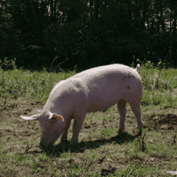 La Ferme Des Petits Bois #4