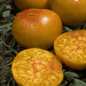 Plant de Tomate Ananas