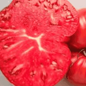 Plant de tomate Grosse Rouge ancienne